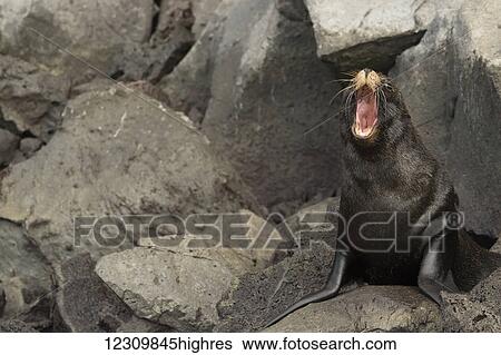 Stock Photograph - Fur seal calling on the rocks; Galapagos Islands, Ecuador. Fotosearch