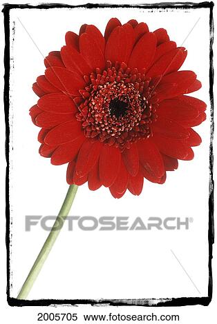 Fv5221, Natural Moments Photography; Red Gerber Daisy On White Background View Large Photo Image Stock Photography - Fv5221, Natural Moments Photography; Red Gerber Daisy On White Background. Fotosearch