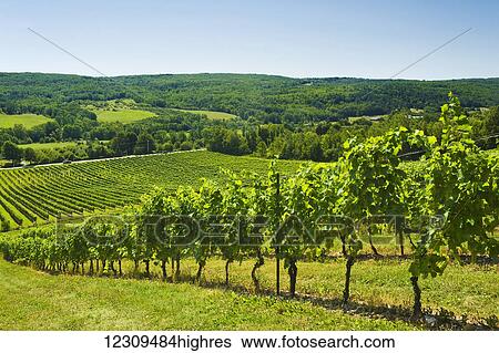Gasperau Valley vineyards, near Wolfville; Nova Scotia, Canada View Large Photo Image Stock Photograph - Gasperau Valley vineyards, near Wolfville; Nova Scotia, Canada. Fotosearch