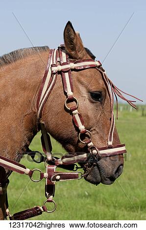 Gaucho horse, Criollo; Argentina View Large Photo Image Stock Photograph - Gaucho horse, Criollo; Argentina. Fotosearch
