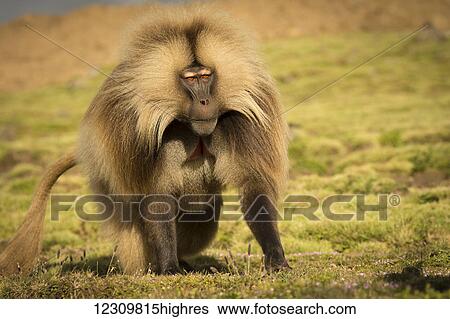 Gelada (Theropithecus gelada), Semian mountains; Ethiopia View Large Photo Image Stock Photograph - Gelada (Theropithecus gelada), Semian mountains; Ethiopia. Fotosearch