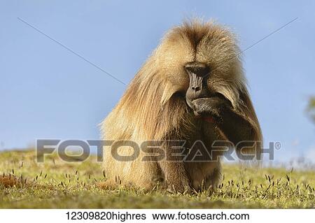 Stock Photograph - Gelada (Theropithecus gelada), Semian mountains; Ethiopia. Fotosearch