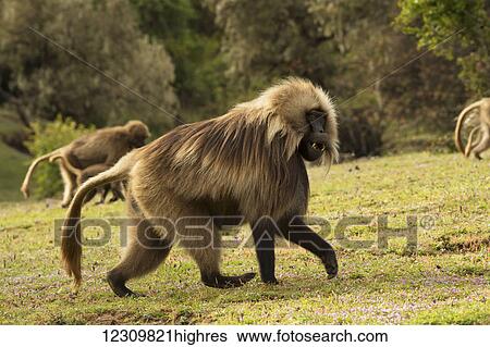 Stock Photograph - Gelada (Theropithecus gelada), Semian mountains; Ethiopia. Fotosearch