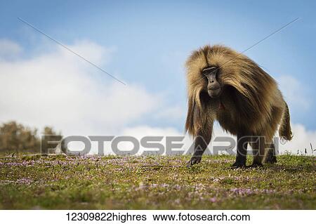 Gelada (Theropithecus gelada), Semian mountains; Ethiopia View Large Photo Image Stock Photograph - Gelada (Theropithecus gelada), Semian mountains; Ethiopia. Fotosearch
