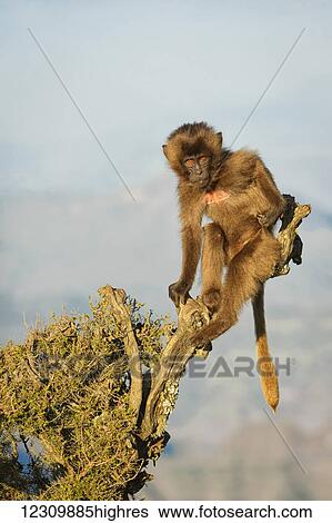 Stock Photograph - Gelada (Theropithecus gelada), Semian mountains; Ethiopia. Fotosearch