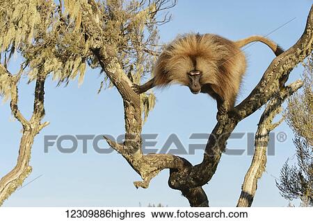 Stock Photograph - Gelada (Theropithecus gelada), Semian mountains; Ethiopia. Fotosearch