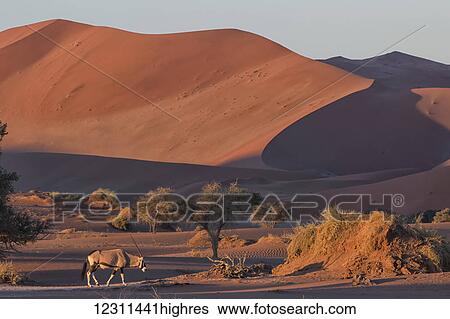 Gemsbok (oryx gazella) walking through the dunes of the Namib desert, Sossusvlei; Namibia View Large Photo Image Stock Photograph - Gemsbok (oryx gazella) walking through the dunes of the Namib desert, Sossusvlei; Namibia. Fotosearch
