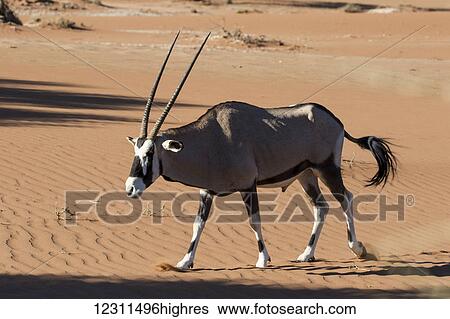 Gemsbok (Oryx gazella) walking through the desert sands; Namibia View Large Photo Image Stock Photograph - Gemsbok (Oryx gazella) walking through the desert sands; Namibia. Fotosearch