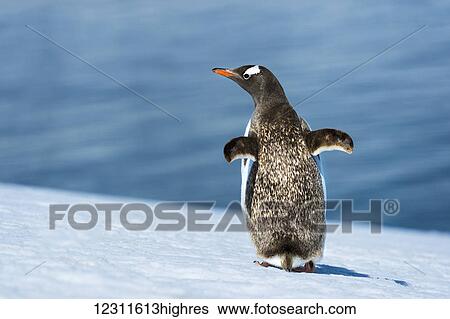 Stock Photograph - Gentoo Penguin (Pygoscelis papua), Neko Harbour; Antarctica. Fotosearch