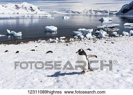 Stock Photograph - Gentoo penguin (Pygoscelis papua) walking on the frozen shore, Neko Harbour; Antarctica. Fotosearch