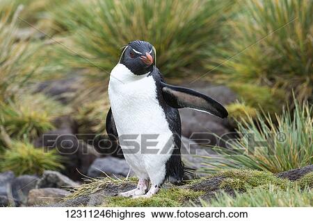 Stock Photograph - Gentoo penguin (Pygoscelis papua). Fotosearch