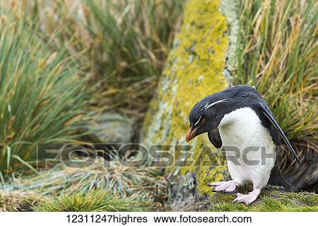 Stock Photograph - Gentoo penguin (Pygoscelis papua). Fotosearch