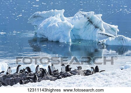 Stock Photograph - Gentoo penguins (Pygoscelis papua) at the water's edge, Neko Harbour; Antarctica. Fotosearch
