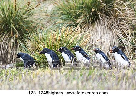 Gentoo penguins (Pygoscelis papua) walking in a row View Large Photo Image Stock Photograph - Gentoo penguins (Pygoscelis papua) walking in a row. Fotosearch