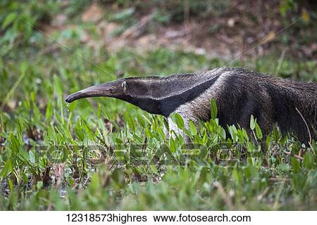Stock Photograph - Giant anteater (Myrmecophaga tridactyla) drinking from pond with lilies; Mato Grosso do Sul, Brazil. Fotosearch