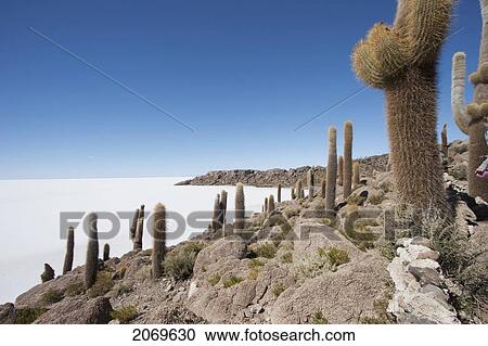 Giant Cacti (Trichocereus Pasacana) Cover Incahuasi Island (Isla De Pescadores) In The Salar De Uyuni, Potosi Department, Bolivia View Large Photo Image Stock Image - Giant Cacti (Trichocereus Pasacana) Cover Incahuasi Island (Isla De Pescadores) In The Salar De Uyuni, Potosi Department, Bolivia. Fotosearch
