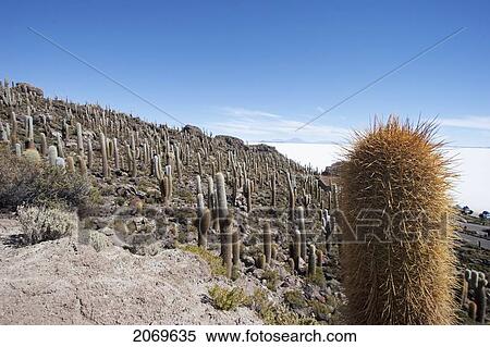 Giant Cacti (Trichocereus Pasacana) Cover Incahuasi Island (Isla De Pescadores) In The Salar De Uyuni, Potosi Department, Bolivia View Large Photo Image Stock Photography - Giant Cacti (Trichocereus Pasacana) Cover Incahuasi Island (Isla De Pescadores) In The Salar De Uyuni, Potosi Department, Bolivia. Fotosearch