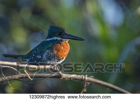 Stock Photograph - Giant Kingfisher (Megaceryle maxima), Pantanal Conservation Area; Brazil. Fotosearch
