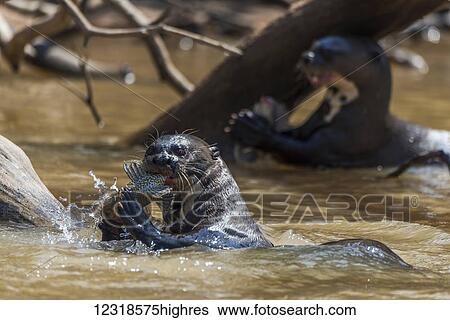 Stock Photograph - Giant river otters (Pteronura brasiliensis) chewing fish in river; Mato Grosso do Sul, Brazil. Fotosearch