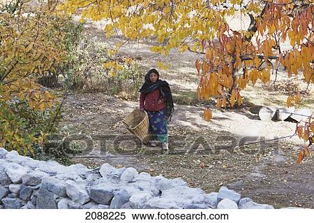 Girl With A Basket, Khaplu, Northern Areas, Pakistan View Large Photo Image Stock Photography - Girl With A Basket, Khaplu, Northern Areas, Pakistan. Fotosearch