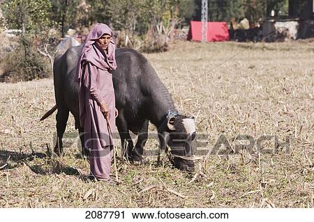 Girl With Oxen In A Field, Saran, Azad Kashmir, Pakistan View Large Photo Image Stock Image - Girl With Oxen In A Field, Saran, Azad Kashmir, Pakistan. Fotosearch