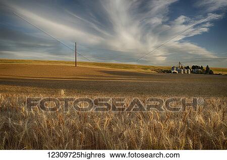 Stock Photograph - Golden wheat fields and farm buildings; Palouse, Washington, United States of America. Fotosearch