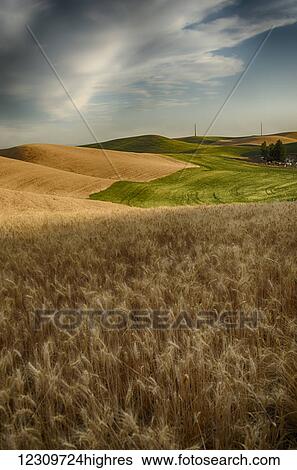 Stock Photograph - Golden wheat fields and green fields on rolling hills; Palouse, Washington, United States of America. Fotosearch