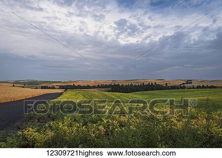 Stock Photograph - Golden wheat fields in the distance and a green field with country road in the foreground; Palouse, Washington, United States of America. Fotosearch