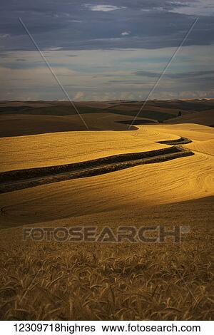 Stock Photograph - Golden wheat fields on rolling hills; Palouse, Washington, United States of America. Fotosearch