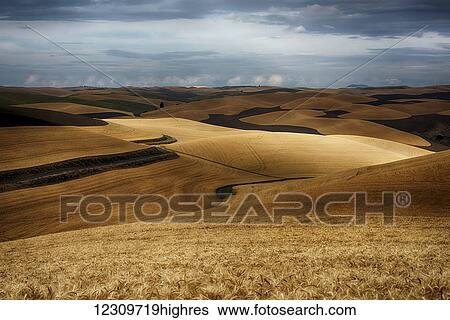 Stock Photograph - Golden wheat fields on rolling hills; Palouse, Washington, United States of America. Fotosearch