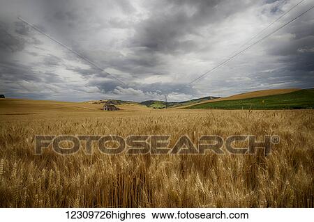 Stock Photograph - Golden wheat fields on rolling hills; Palouse, Washington, United States of America. Fotosearch