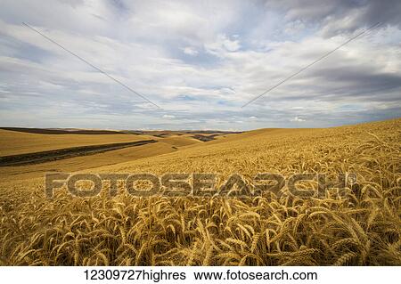Stock Photograph - Golden wheat fields on rolling hills; Palouse, Washington, United States of America. Fotosearch