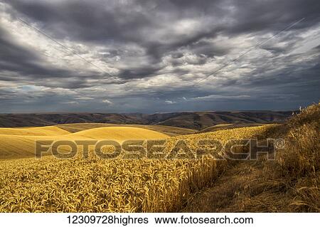 Stock Photograph - Golden wheat fields on rolling hills with storm clouds in the distance; Palouse, Washington, United States of America. Fotosearch
