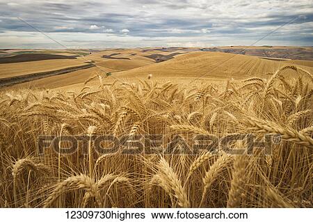 Stock Photograph - Golden wheat fields on rolling hills; Palouse, Washington, United States of America. Fotosearch