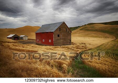 Golden wheat fields on rolling hills with a wooden barn and other farm structures; Palouse, Washington, United States of America View Large Photo Image Stock Photograph - Golden wheat fields on rolling hills with a wooden barn and other farm structures; Palouse, Washington, United States of America. Fotosearch