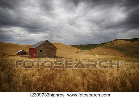 Golden wheat fields on rolling hills with a wooden barn and other farm structures; Palouse, Washington, United States of America View Large Photo Image Stock Photograph - Golden wheat fields on rolling hills with a wooden barn and other farm structures; Palouse, Washington, United States of America. Fotosearch