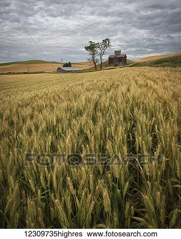 Stock Photograph - Golden wheat fields on rolling hills with a wooden barn and other farm structures; Palouse, Washington, United States of America. Fotosearch