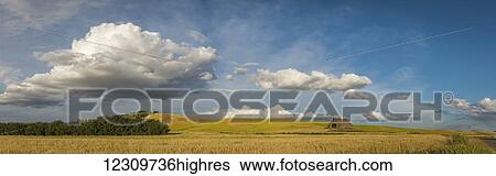 Stock Photograph - Golden wheat fields on rolling hills with a wooden barn in a field under blue sky and cloud; Palouse, Washington, United States of America. Fotosearch