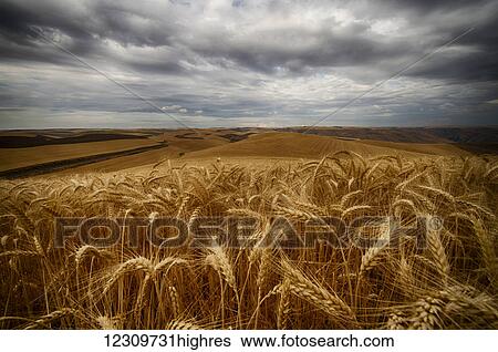 Golden wheat fields under a cloudy sky; Palouse, Washington, United States of America View Large Photo Image Stock Photograph - Golden wheat fields under a cloudy sky; Palouse, Washington, United States of America. Fotosearch