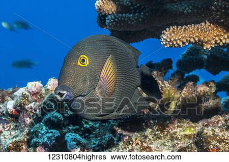 Stock Photograph - Goldring Surgeonfish (Ctenochaetus strigosus), an endemic Hawaiian fish, positioned below antler coral (Pocillopora eydouxi) off the Kona coast; Kona, Island of Hawaii, Hawaii, United States of America. Fotosearch