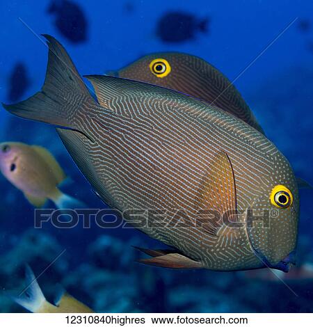 Stock Photograph - Goldring Surgeonfish (Ctenochaetus strigosus), a Hawaiian endemic fish, photographed while scuba diving off the Kona coast; Kona, Island of Hawaii, Hawaii, United States of America. Fotosearch