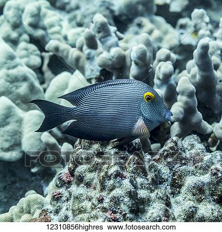 Goldring Surgeonfish (Ctenochaetus strigosus), a Hawaiian endemic fish, positioned near dead coral off the Kona coast; Kona, Island of Hawaii, Hawaii, United States of America View Large Photo Image Stock Photograph - Goldring Surgeonfish (Ctenochaetus strigosus), a Hawaiian endemic fish, positioned near dead coral off the Kona coast; Kona, Island of Hawaii, Hawaii, United States of America. Fotosearch