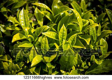 Stock Photograph - Gorreana Tea Plantation, Azores is the only place in Europe where tea is growing; Sao Miguel, Azores. Fotosearch