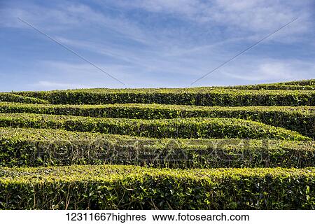 Stock Photograph - Gorreana Tea Plantation, Azores is the only place in Europe where tea is growing; Sao Miguel, Azores, Portugal. Fotosearch