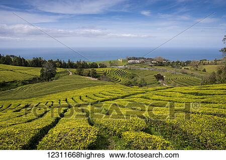 Gorreana Tea Plantation, Azores is the only place in Europe where tea is growing; Sao Miguel, Azores View Large Photo Image Stock Photograph - Gorreana Tea Plantation, Azores is the only place in Europe where tea is growing; Sao Miguel, Azores. Fotosearch