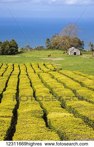 Stock Photograph - Gorreana Tea Plantation, Azores is the only place in Europe where tea is growing; Sao Miguel, Azores, Portugal. Fotosearch