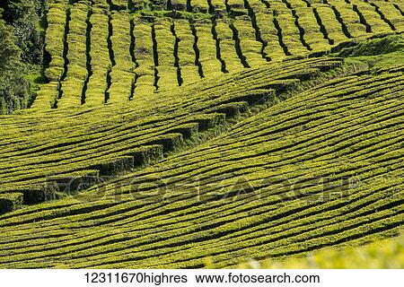 Stock Photograph - Gorreana Tea Plantation, Azores is the only place in Europe where tea is growing; Sao Miguel, Azores, Portugal. Fotosearch