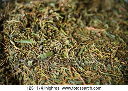 Stock Photograph - Gorreana Tea Plantation, Azores is the only place in Europe where tea is growing; Sao Miguel, Azores, Portugal. Fotosearch