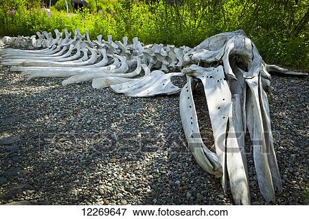 Stock Photo - Gray Whale bone exhibit at the Alaska Native Heritage Center, Anchorage, Southcentral Alaska, Summer.. Fotosearch