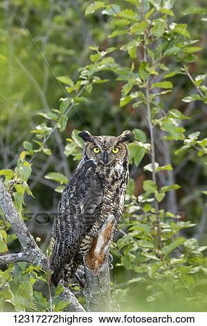 Great Horned Owl (Bubo virginianus) hunts for prey, looks at camera while perched with ear feathers showing well, Potter March area, South of Anchorage, South-central Alaska; Alaska, United States of America View Large Photo Image Stock Photograph - Great Horned Owl (Bubo virginianus) hunts for prey, looks at camera while perched with ear feathers showing well, Potter March area, South of Anchorage, South-central Alaska; Alaska, United States of America. Fotosearch